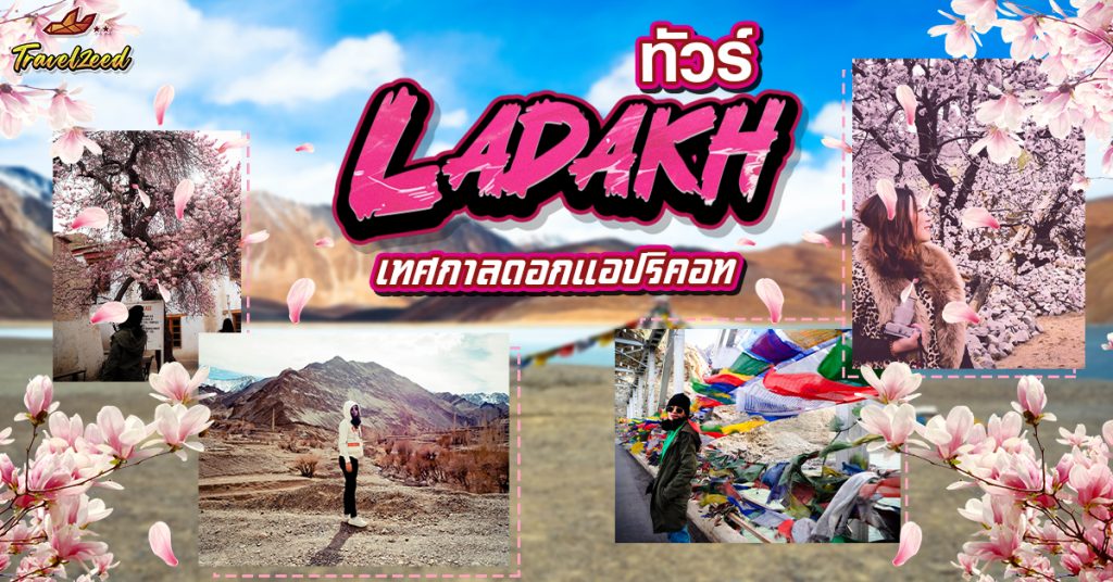 ทัวร์เลห์ ลาดักห์ เทศกาลดอกแอปริคอท