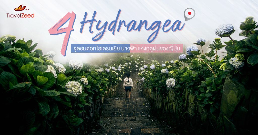 แนะนำ 4 จุดชมดอก “ไฮเดรนเยีย” จังหวัดไอจิ สีสันประจำฤดูฝนของญี่ปุ่น