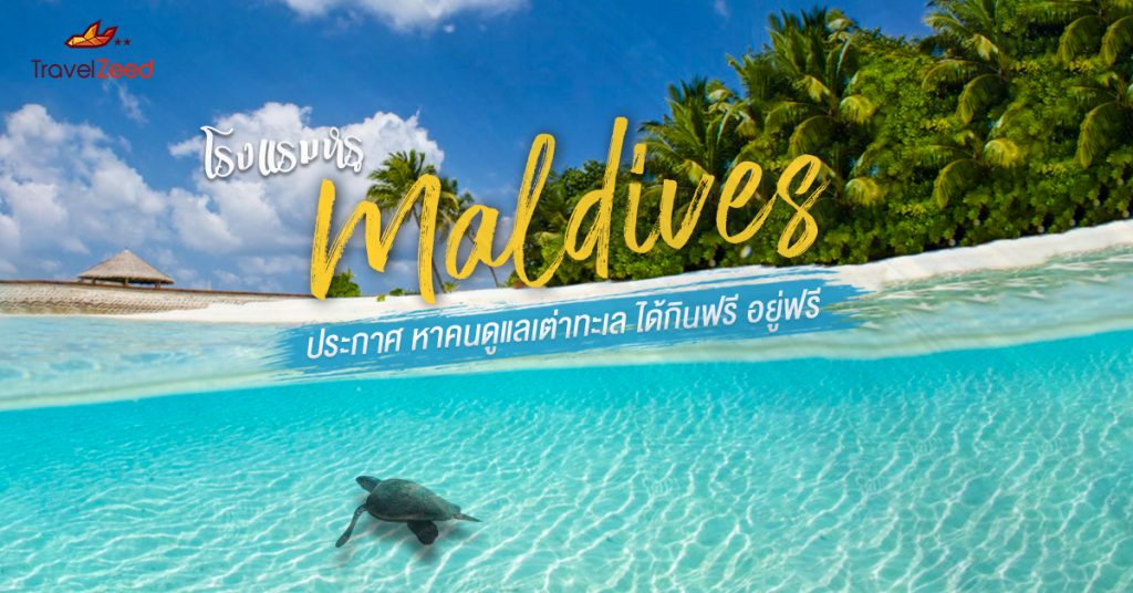 โรงแรมหรูมัลดีฟส์ ประกาศ ตามหาคนดูแลเต่าทะเล ได้กินฟรี อยู่ฟรี เที่ยวฟรี