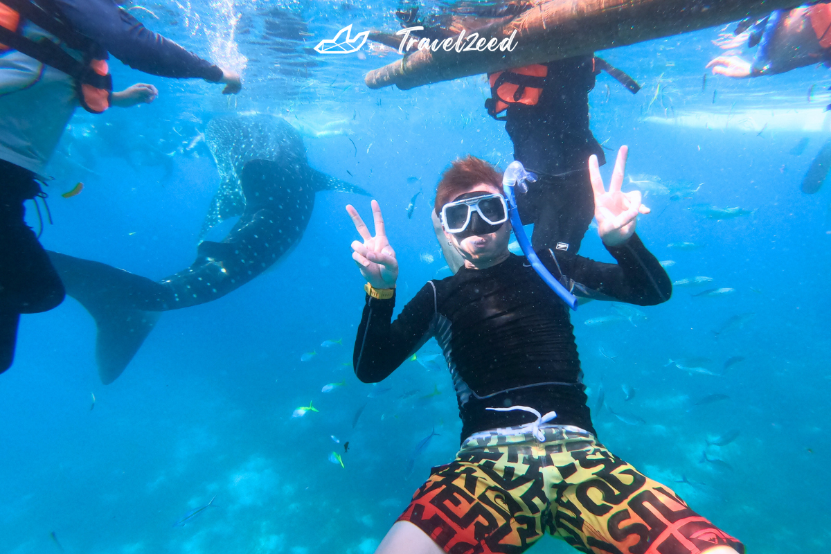 Oslob Whale Shark In Cebu