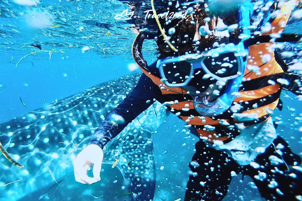 Oslob Whale Shark In Cebu