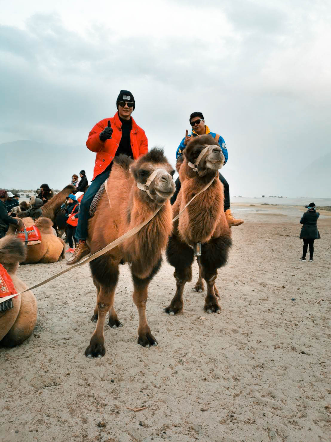 อูฐสองหนอก นูบร้าวัลเลย ทัวร์เลห์ ลาดักห์ เที่ยวเลห์ ลาดักห์ Leh Ladakh Tour leh ladakh