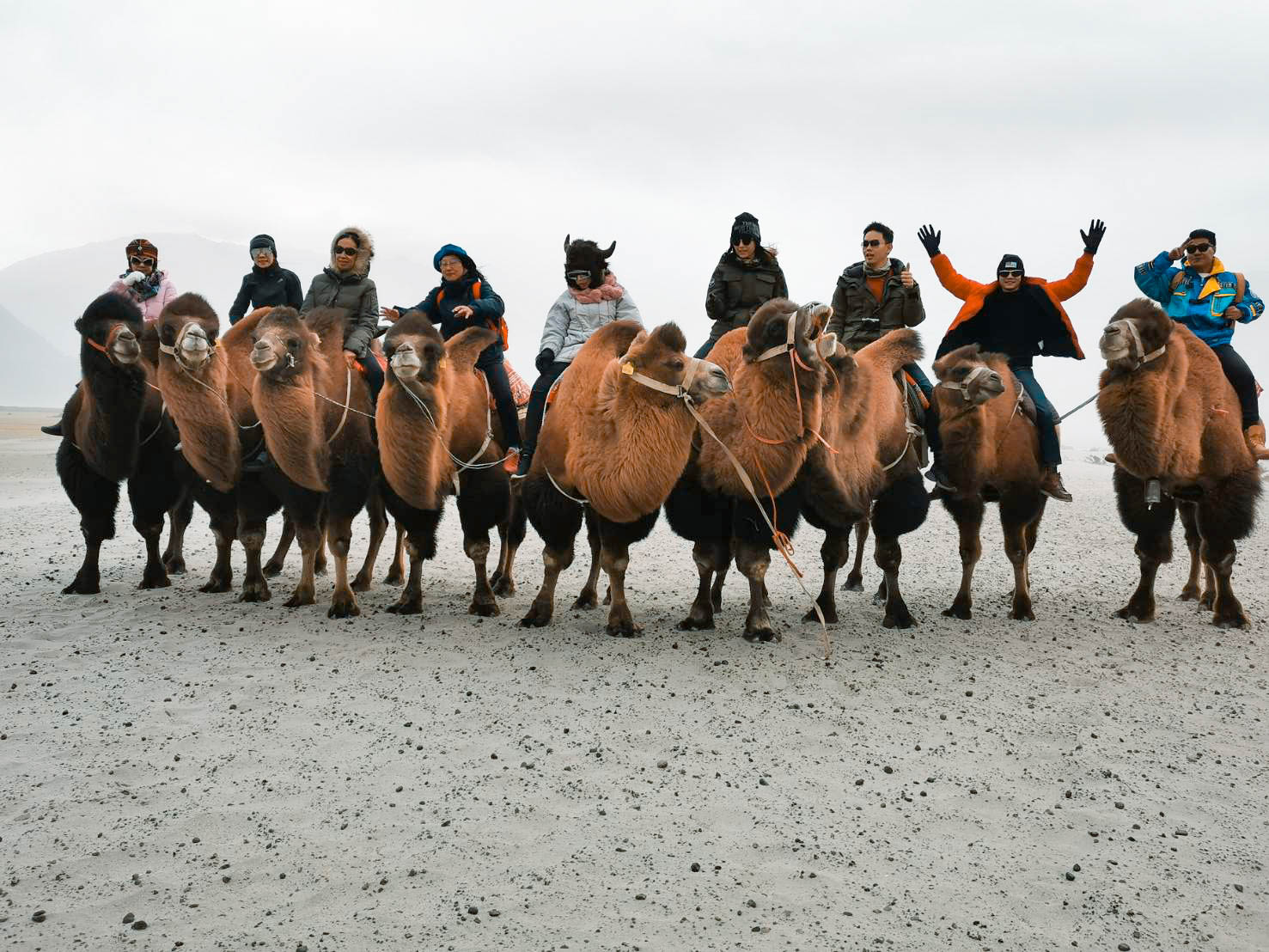 อูฐสองหนอก นูบร้าวัลเลย ทัวร์เลห์ ลาดักห์ เที่ยวเลห์ ลาดักห์ Leh Ladakh Tour leh ladakh