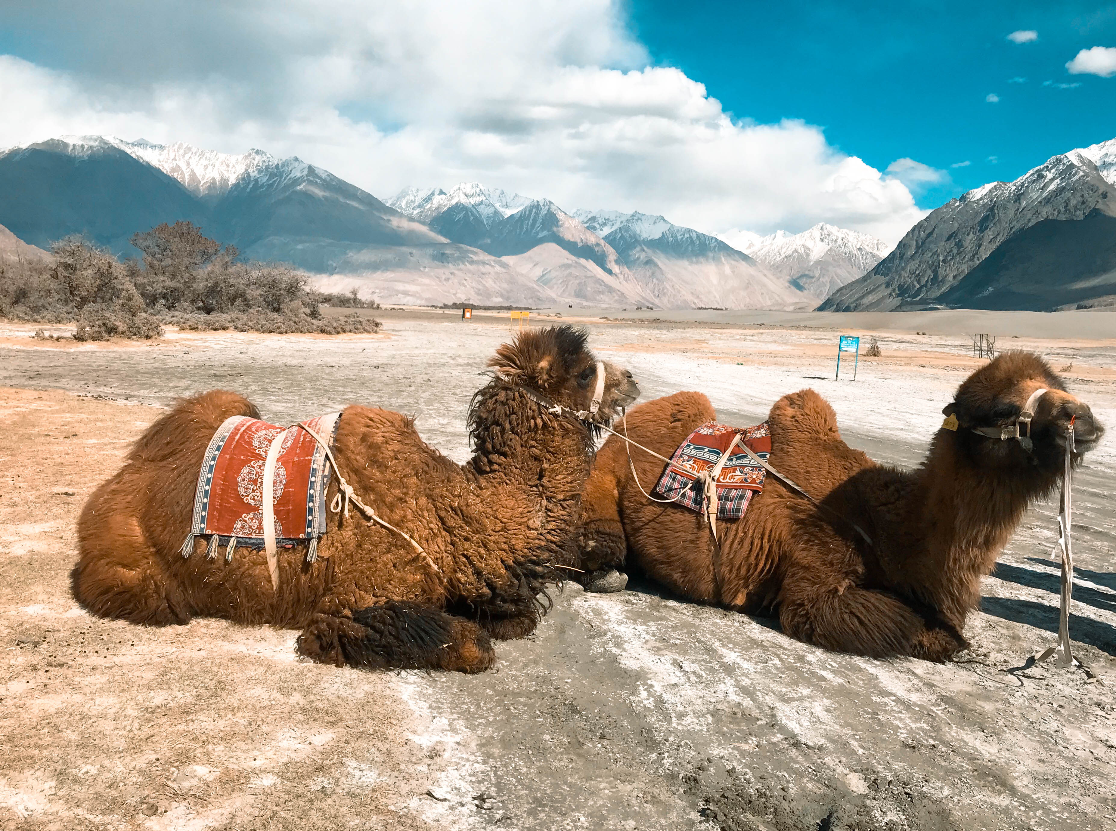 อูฐสองหนอก นูบร้าวัลเลย ทัวร์เลห์ ลาดักห์ เที่ยวเลห์ ลาดักห์ Leh Ladakh Tour leh ladakh