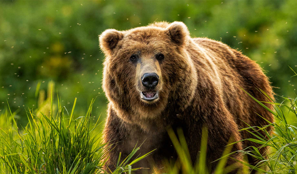 Kamchatka Brown Bear หมีคัมชัตคา ทัวร์รัสเซีย