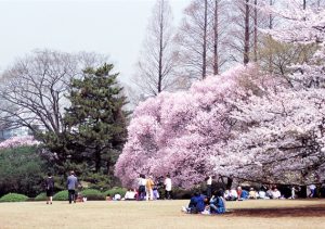 สวนชินจุกุเกียวเอน ซากุระ ญี่ปุ่น