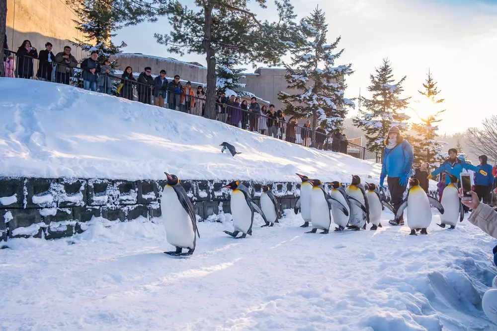 สวนสัตว์อะซาฮิยาม่า (Asahiyama Zoo)