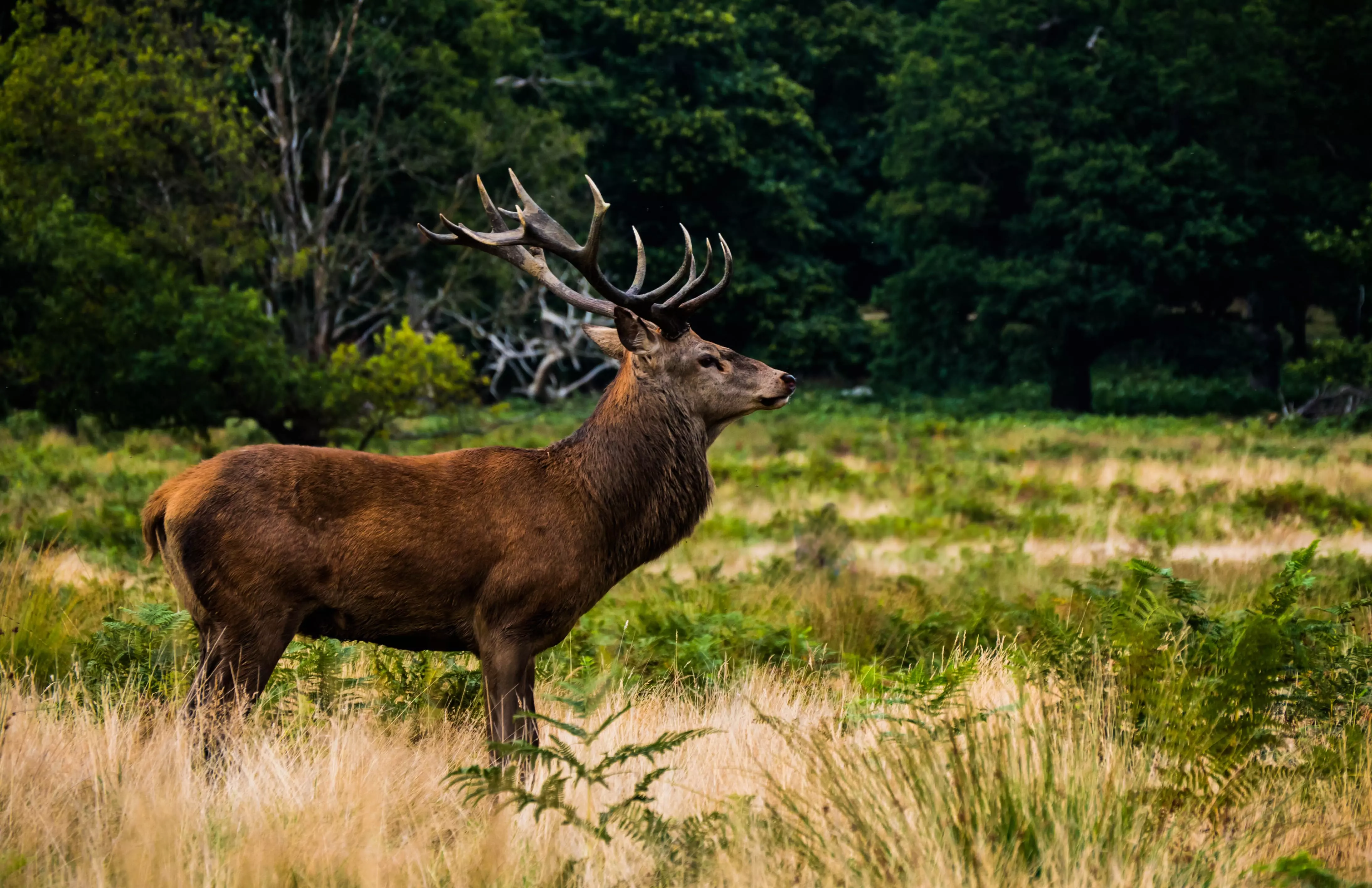 Richmond Park สวนสาธารณะริชมอนด์