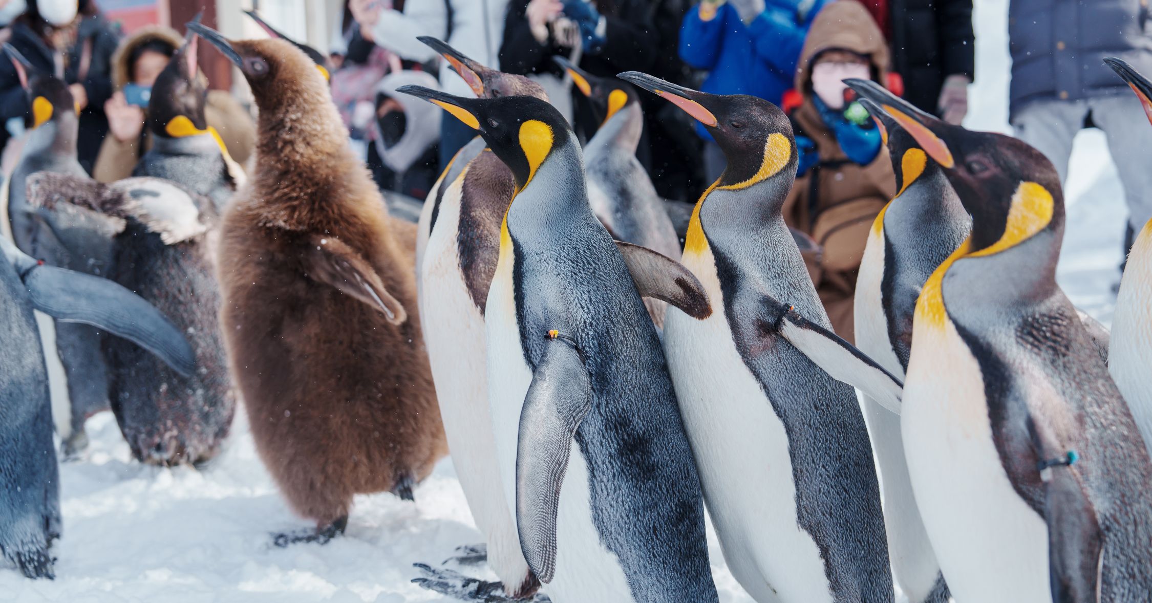 สวนสัตว์อาซาฮิยามะ ที่เที่ยวออกไกโด