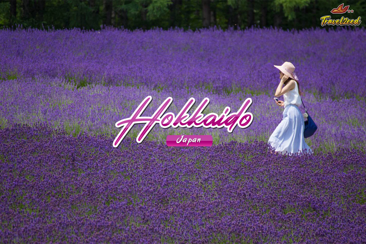 hokaido lavender field in japan