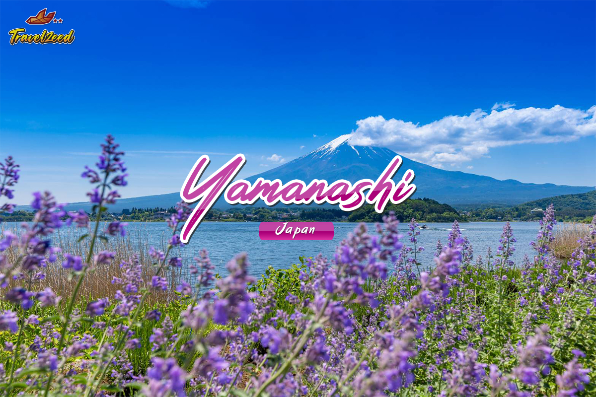 yamanashi lavender field in japan 