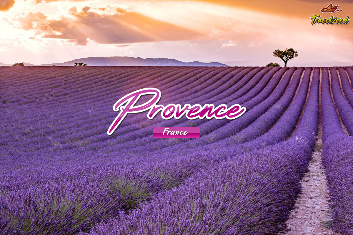 Provence lavender field in france