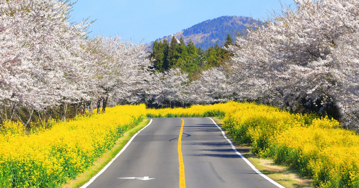 ดอกยู่เช่อ (Canola Flower) ของเกาหลี