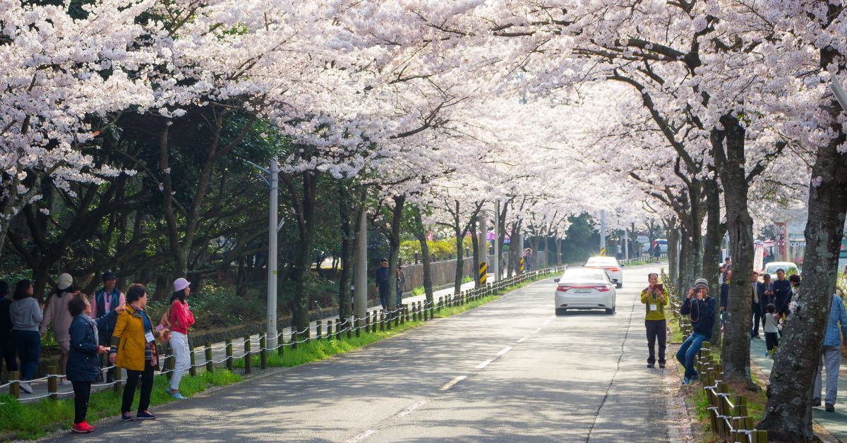 ถนนจอนนงโร จุดชมซากุระเกาหลีชื่อดัง