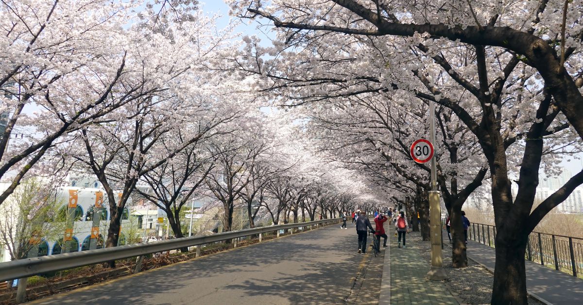 ยออีโด ซากุระเกาหลี บานช่วงไหน