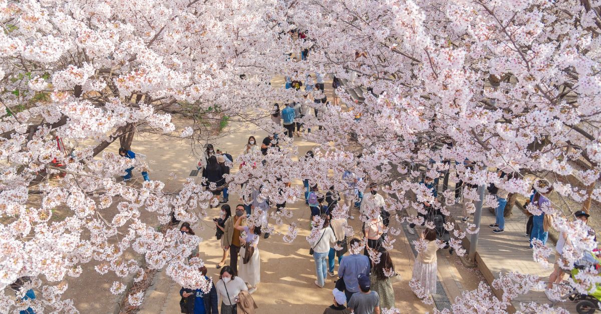 ซากุระเกาหลี (ดอกพ็อดกด) บานช่วงไหน