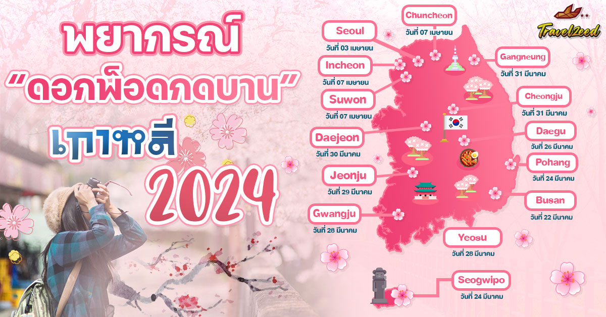 พยากรณ์พ็อดกดหรือดอกซากุระที่เกาหลี ปี 2024