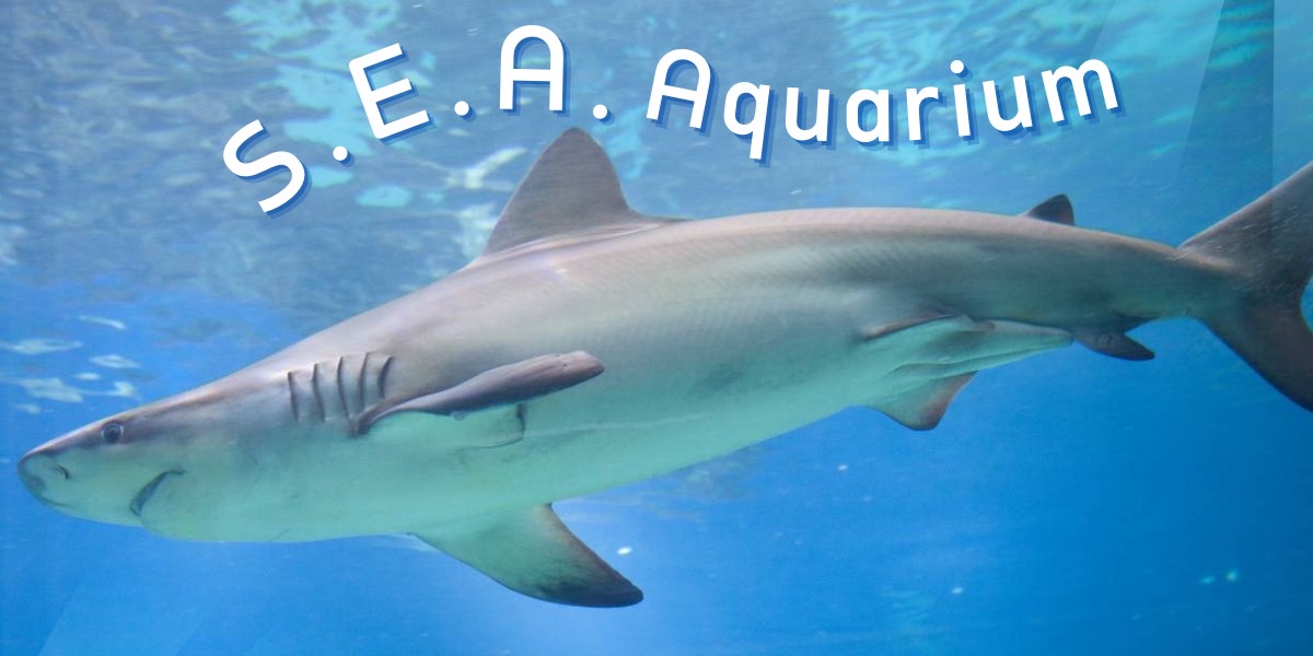 S.E.A. Aquarium Singapore /Shark Seas Habitat
