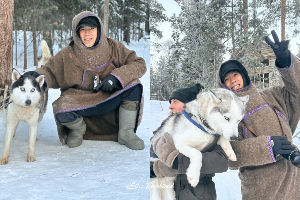 husky in lovozero, murmansk