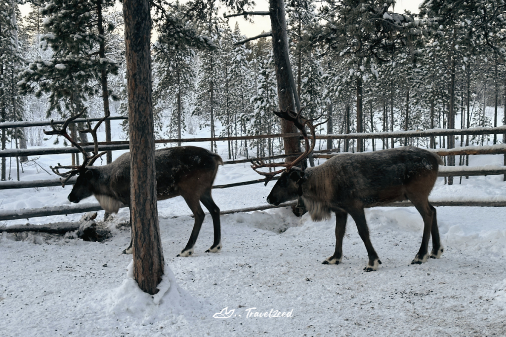 raindeer in lovozero, murmansk