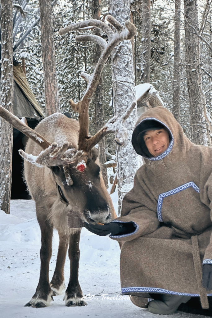 raindeer in lovozero husky park