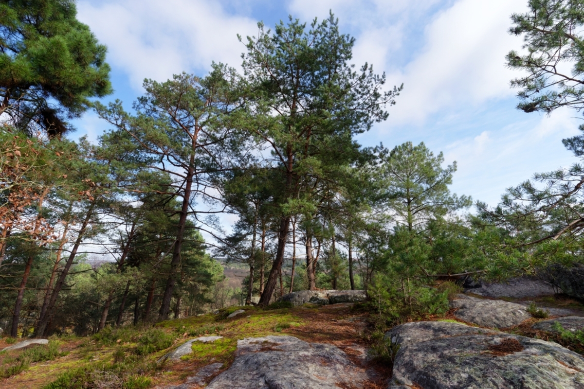 fontainebleau france forest