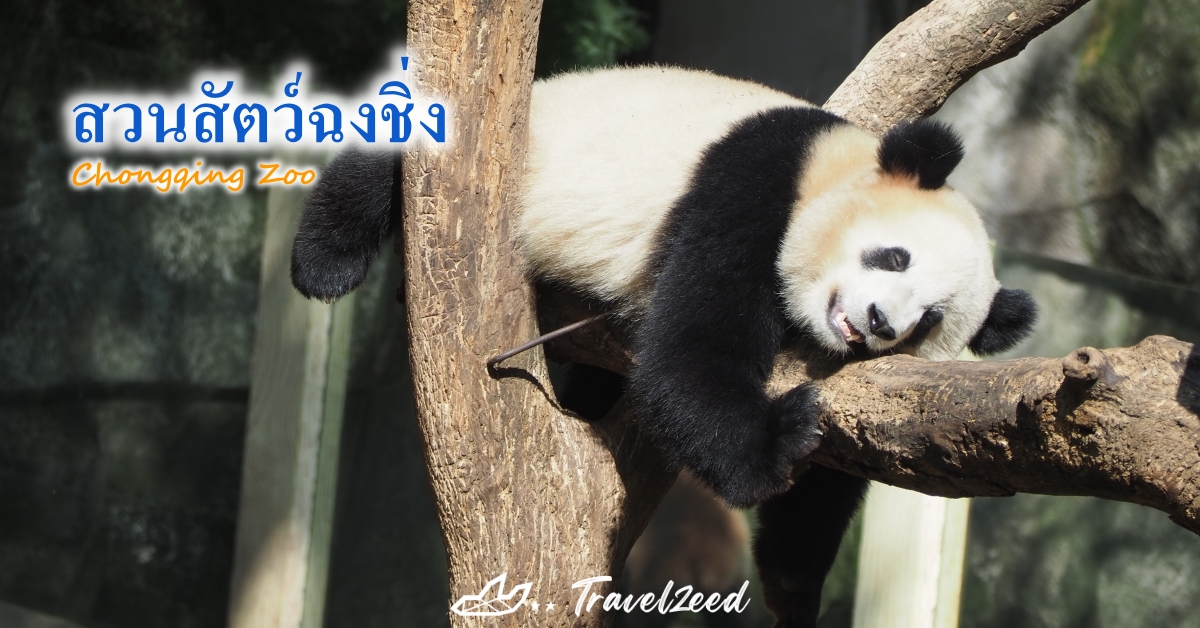 สวนสัตว์ฉงชิ่ง (Chongqing Zoo)