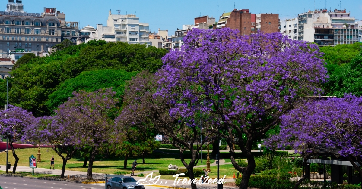 Jacaranda in Buenos Aires