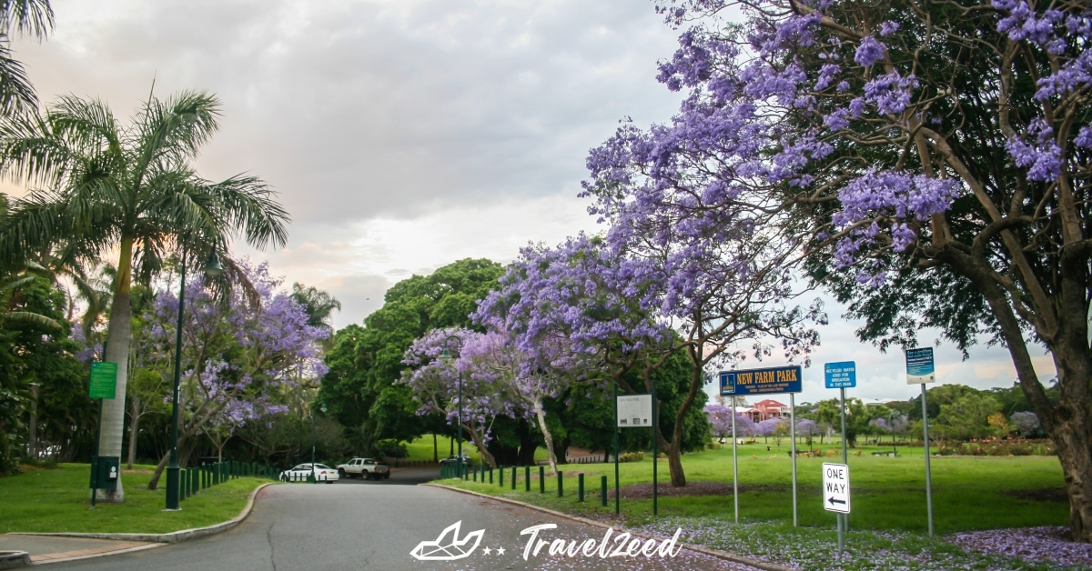 Jacaranda in New Farm Park