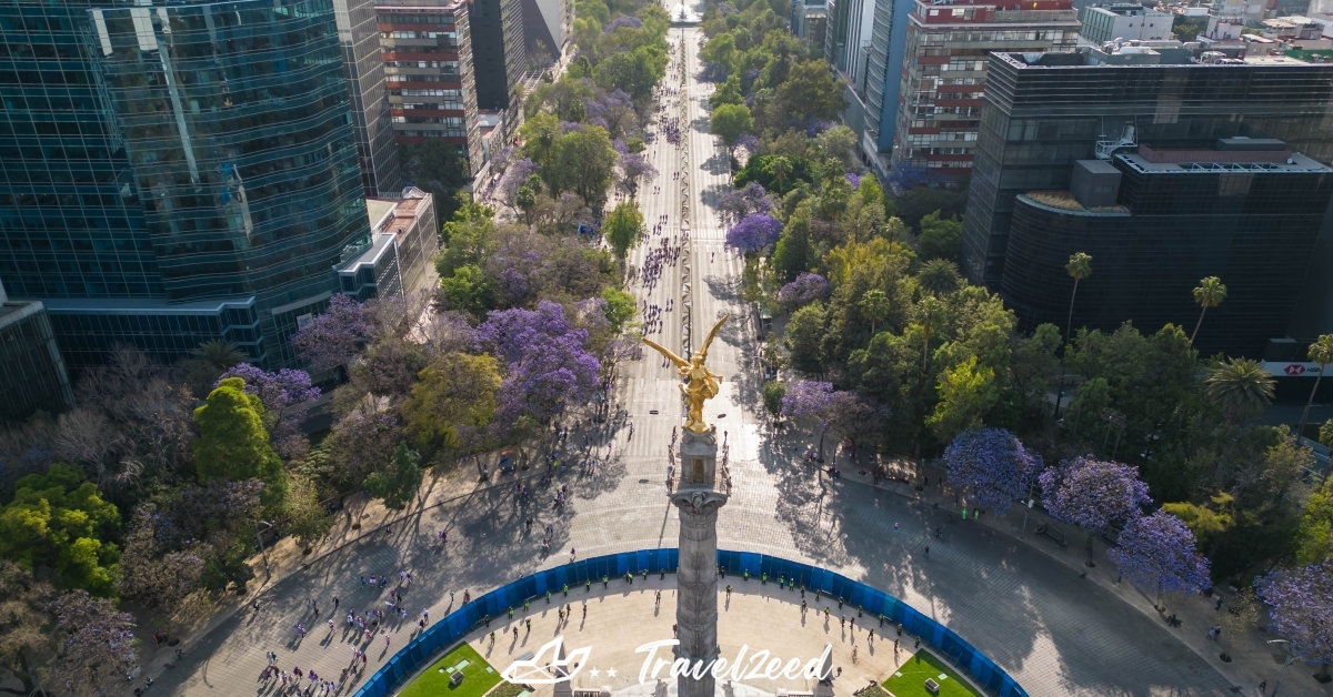 Jacaranda in Paseo de la Reforma