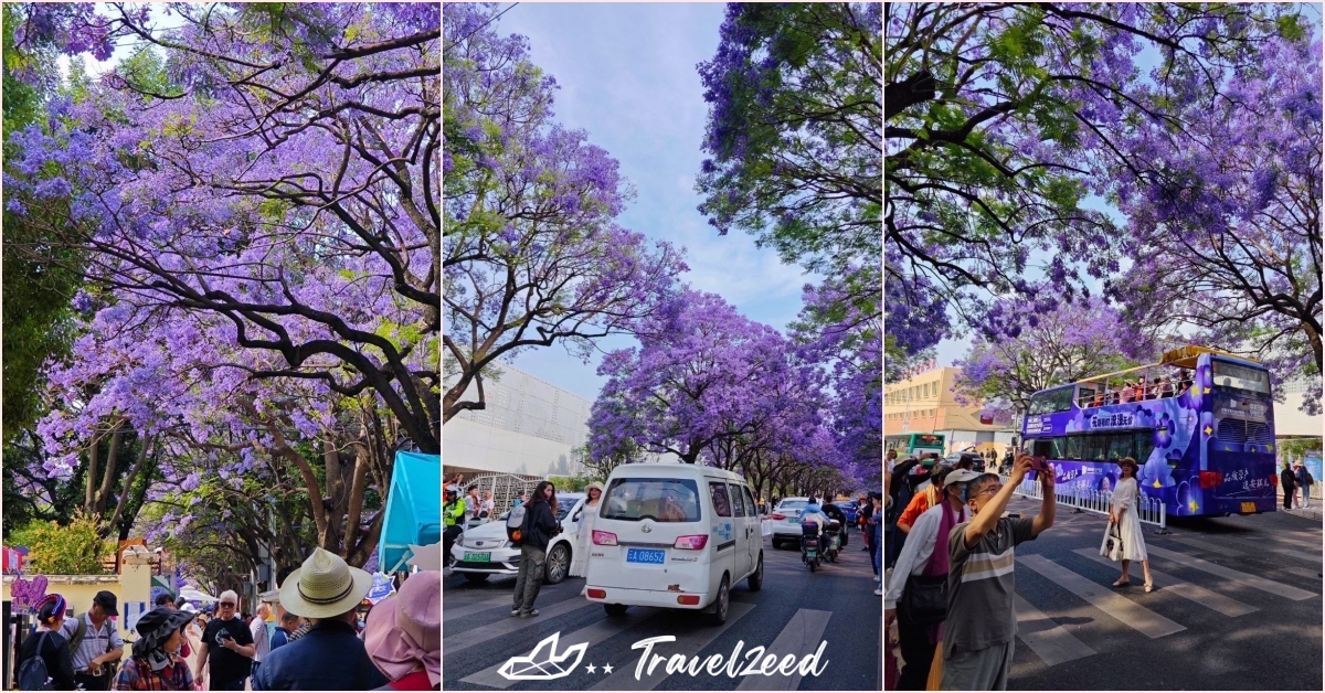 Jacaranda in kunming