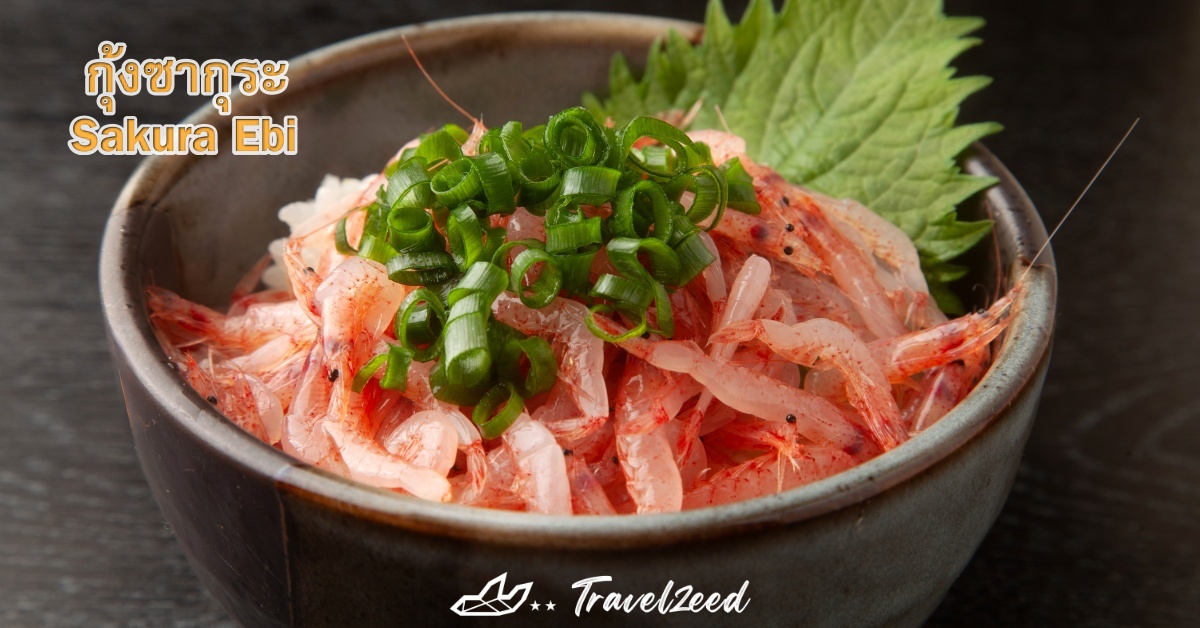 กุ้งซากุระ 
