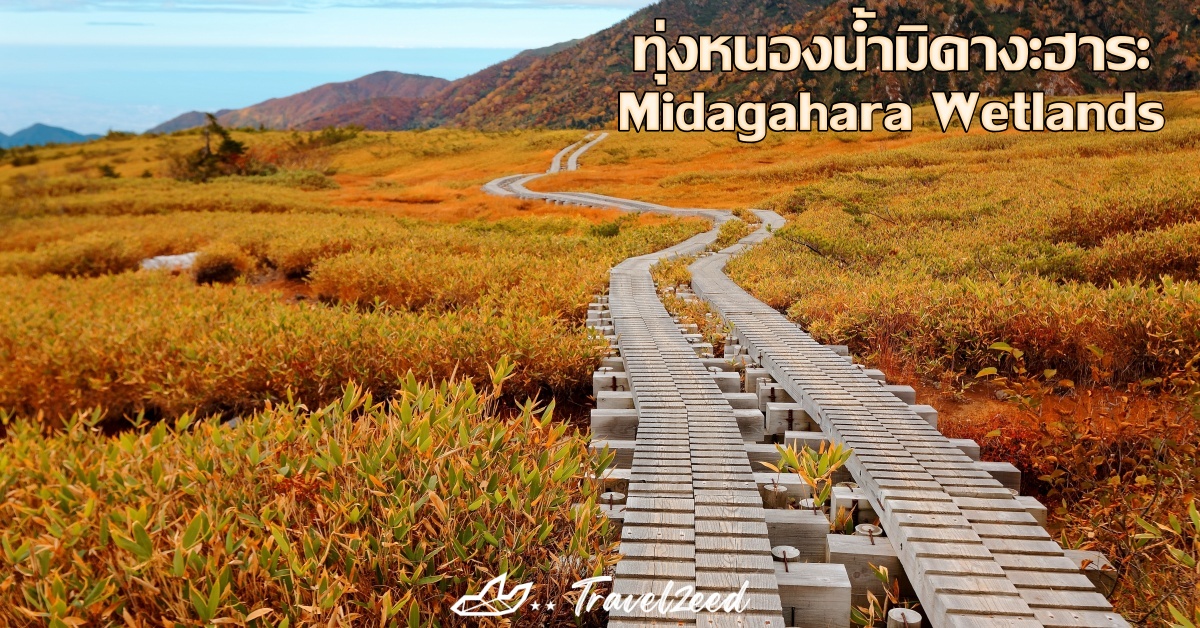 ทุ่งหนองน้ำมิดางะฮาระ 