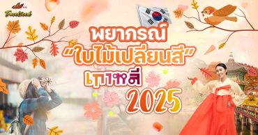 Update!! พยากรณ์ใบไม้เปลี่ยนสี เกาหลี ปี 2025