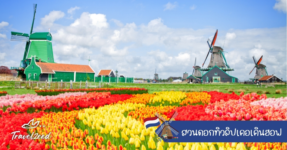 สวนดอกทิวลิปเคอเคินฮอฟ เนเธอร์แลนด์ ทุ่งทิวลิป 7 ล้านดอกเปิดเฉพาะฤดูใบไม้ผลิ จุดถ่ายรูปยอดนิยม