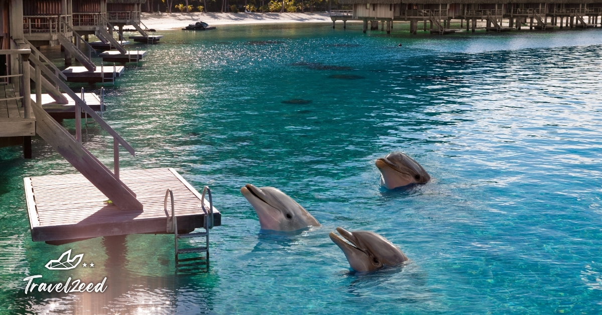 ฝูงปลาโลมาว่ายน้ำใกล้ผิวน้ำในทะเลมัลดีฟส์ ใกล้รีสอร์ตกลางน้ำ เป็นกิจกรรมชมสัตว์ทะเลที่ได้รับความนิยมมาก