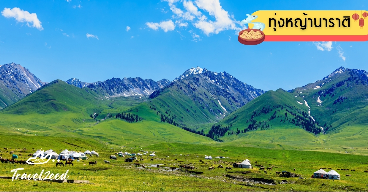 ทุ่งหญ้านาราติ ที่เที่ยวธรรมชาติซินเจียงฤดูร้อน เต็มไปด้วยดอกไม้ป่า ม้า และวิวภูเขาหิมะสุดโรแมนติก