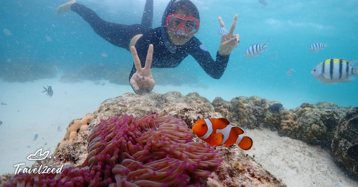 นักท่องเที่ยวดำน้ำสน็อกเกิลในทะเลสีฟ้าใส ชมปะการังและปลานีโม่ หนึ่งในกิจกรรมยอดนิยมของการเที่ยวมัลดีฟส์