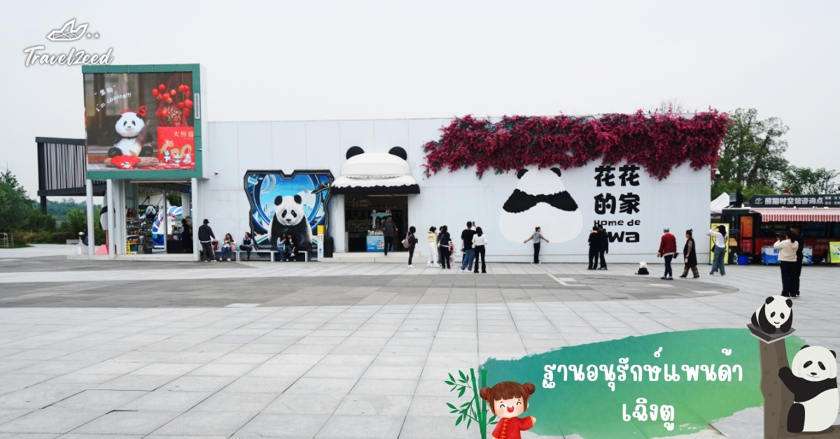แห่งท่องเที่ยวจีนชมแพนด้ายักษ์ที่ฐานอนุรักษ์แพนด้า เฉิงตู เมืองบ้านเกิดจ้าวลู่ซือ บรรยากาศธรรมชาติสดใส