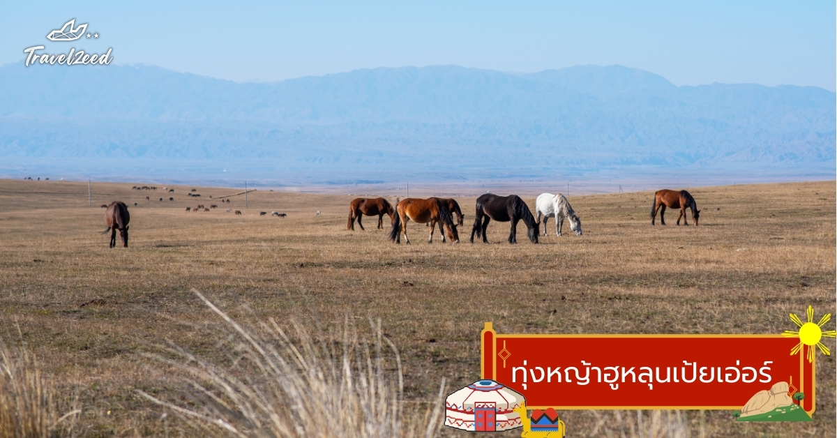 ทุ่งหญ้าฮูหลุนเป้ยเอ่อร์ มองโกเลียใน ทุ่งหญ้ากว้างสุดลูกหูลูกตา วิวธรรมชาติสีเขียวสด เหมาะสำหรับทัวร์มองโกเลียใน