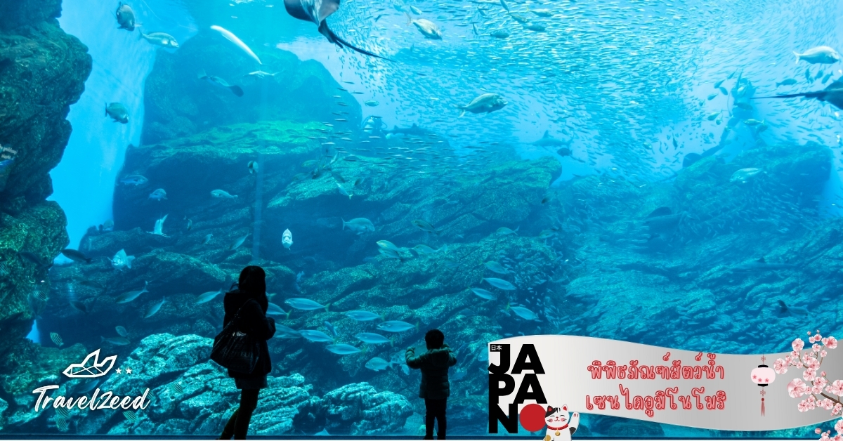 พิพิธภัณฑ์สัตว์น้ำเซนไดอูมิโนโมริ เหมาะกับครอบครัวและเด็ก กิจกรรมยอดนิยมของทัวร์เซนได