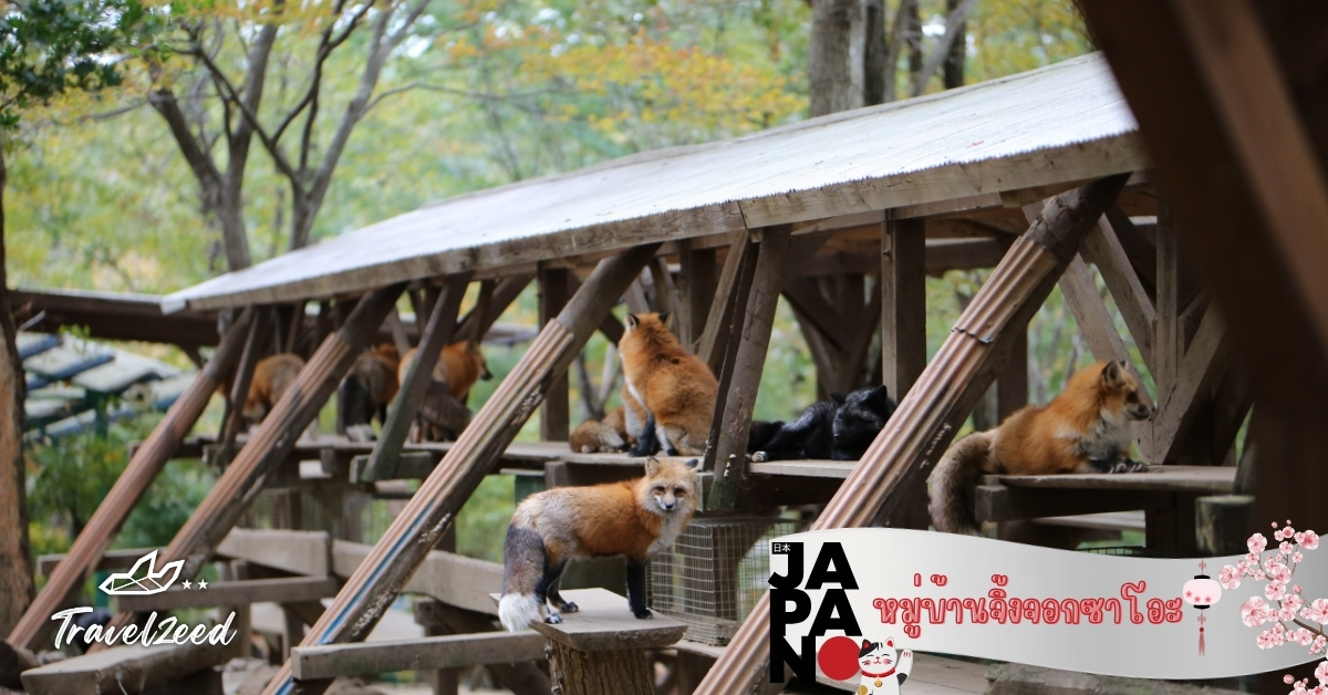 หมู่บ้านจิ้งจอกซาโอะ สัมผัสจิ้งจอกหลากสายพันธุ์กลางธรรมชาติ ในเส้นทางทัวร์เซนได