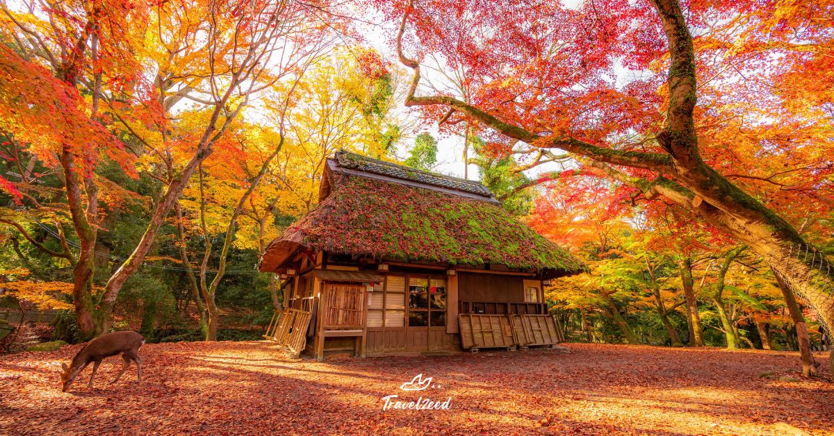 เที่ยวญี่ปุ่นช่วงใบไม้เปลี่ยนสี