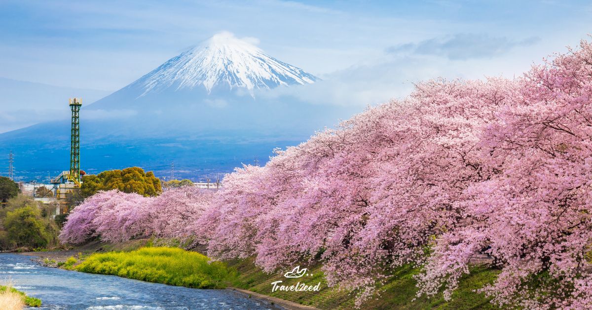 เที่ยวญี่ปุ่นช่วงเดือนเมษายน
