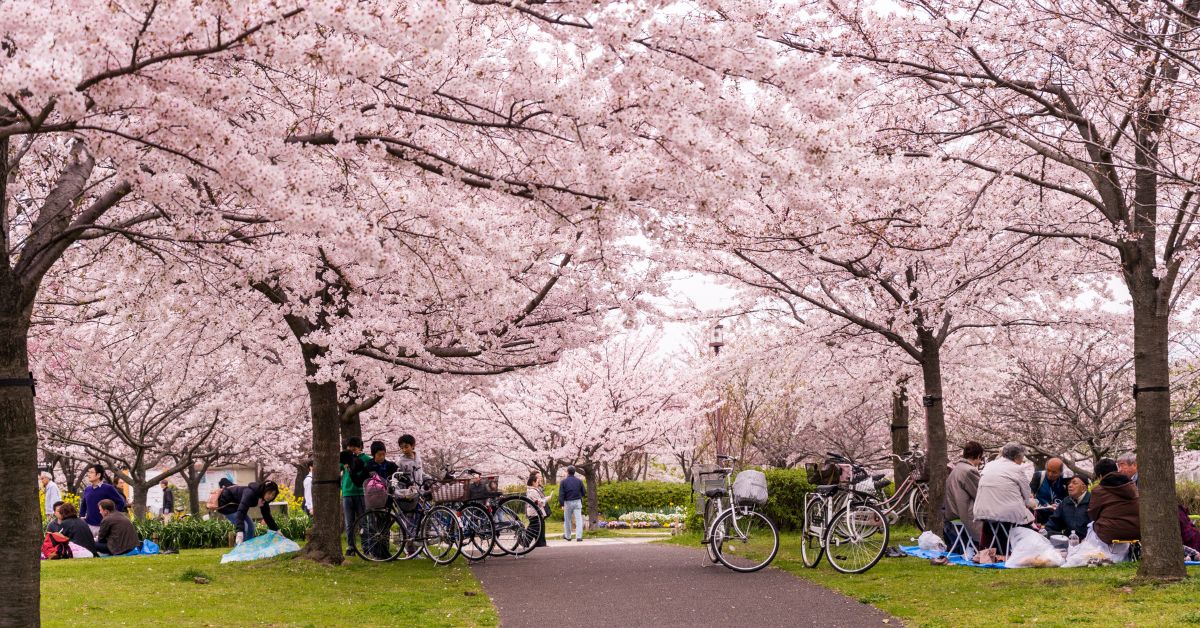 ฤดูญี่ปุ่น ช่วงฤดูใบไม้ผลิ (มีนาคม–พฤษภาคม)