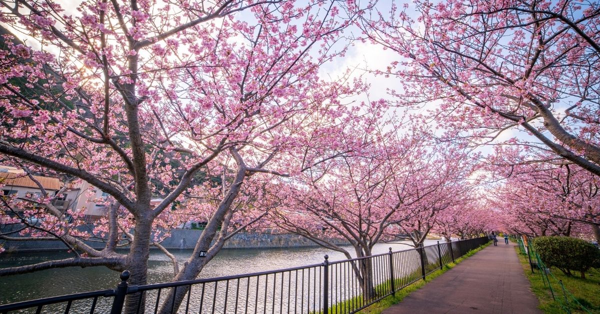 มุมถ่ายรูปในงานเทศกาลซากุระ คาวาซุ