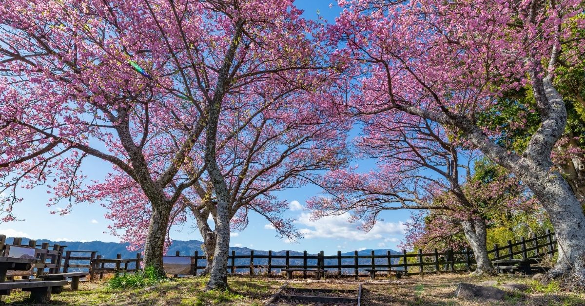 สวนสาธารณะที่อยู่บนพื้นที่ซากปราสาทฟุกุโอกะ (Maizuru Park) ที่เมืองฟุกุโอกะ