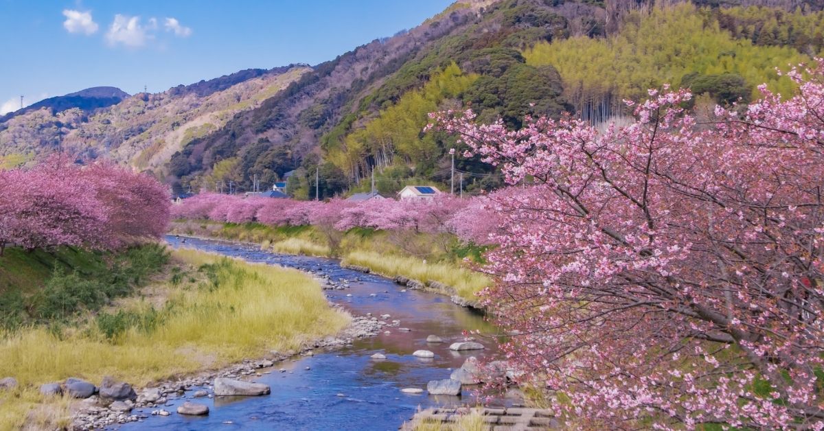 เทศกาลซากุระ คาวาซุ