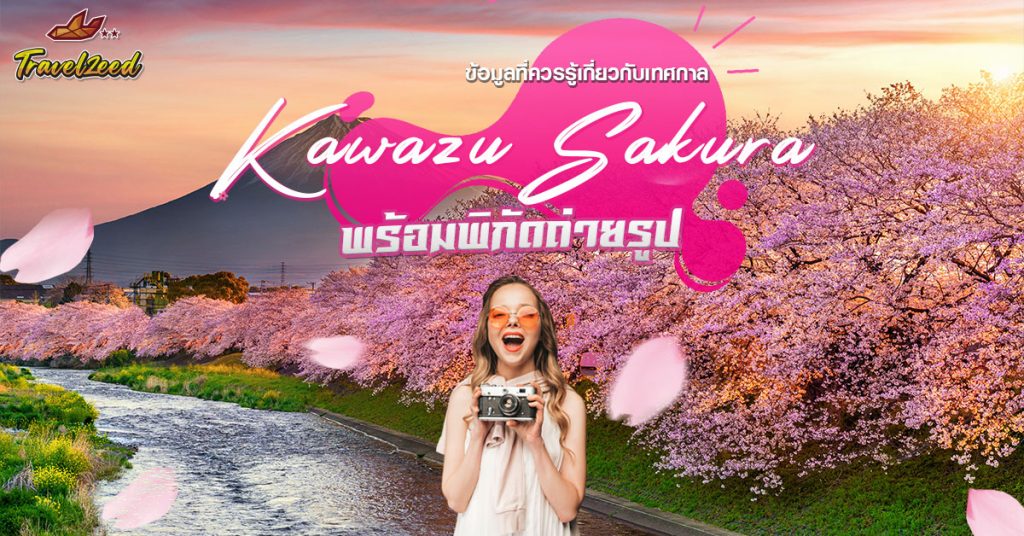 เทศกาลซากุระคาวาซุ 2026 ซากุระบานก่อนใครในญี่ปุ่น