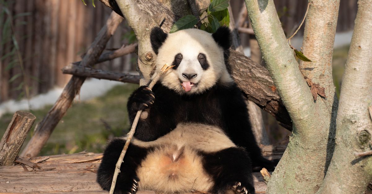 ทัวร์จีนเมืองไหนดี เฉิงตู - เที่ยวชิล ผ่อนคลาย เมืองหมีแพนด้า